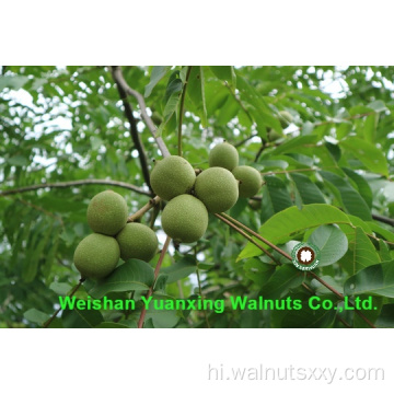 पेस्ट्री शेफ की पसंदीदा सामग्री चीनी अखरोट की गुठली